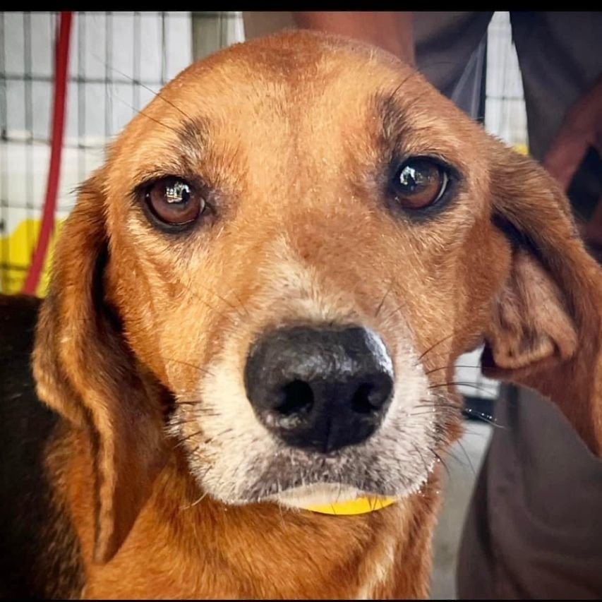 Enlarge Hazel, a Adoptable mixed breed in Clarksville, VA image 1/1