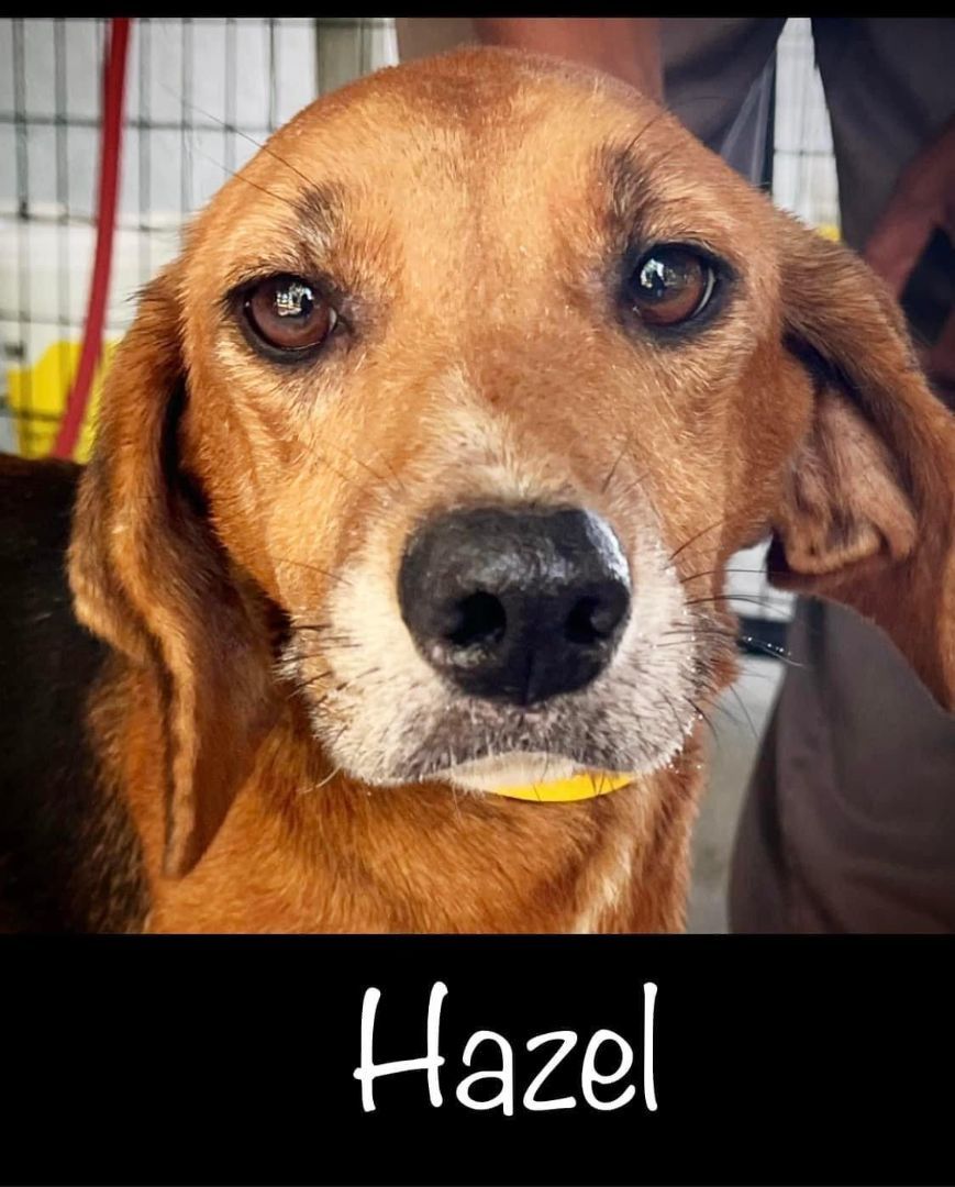 Hazel