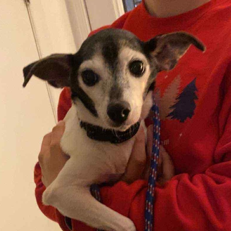 Enlarge Reagan, an adopted mixed breed in Rochester, NY image 1/3