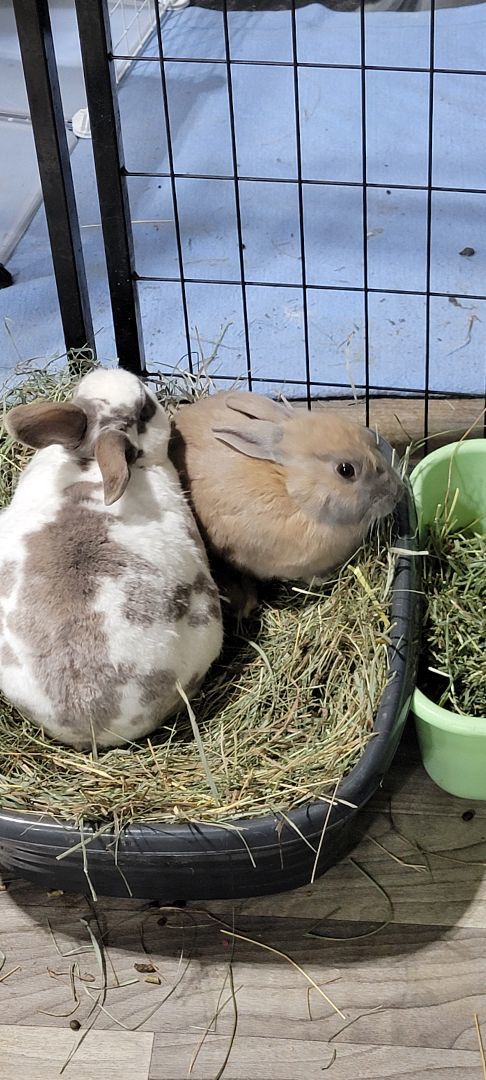 Douglas and Daisy