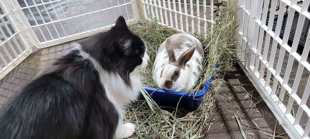 Douglas and Daisy photo 3