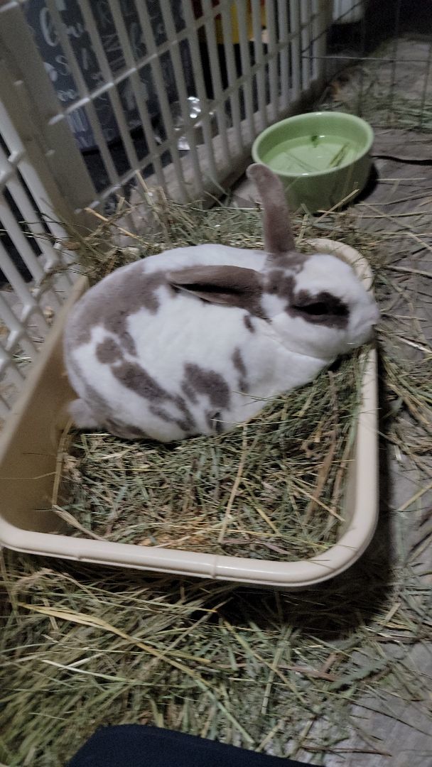 Douglas and Daisy photo 4