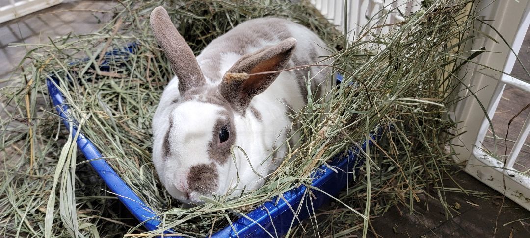 Douglas and Daisy photo 2