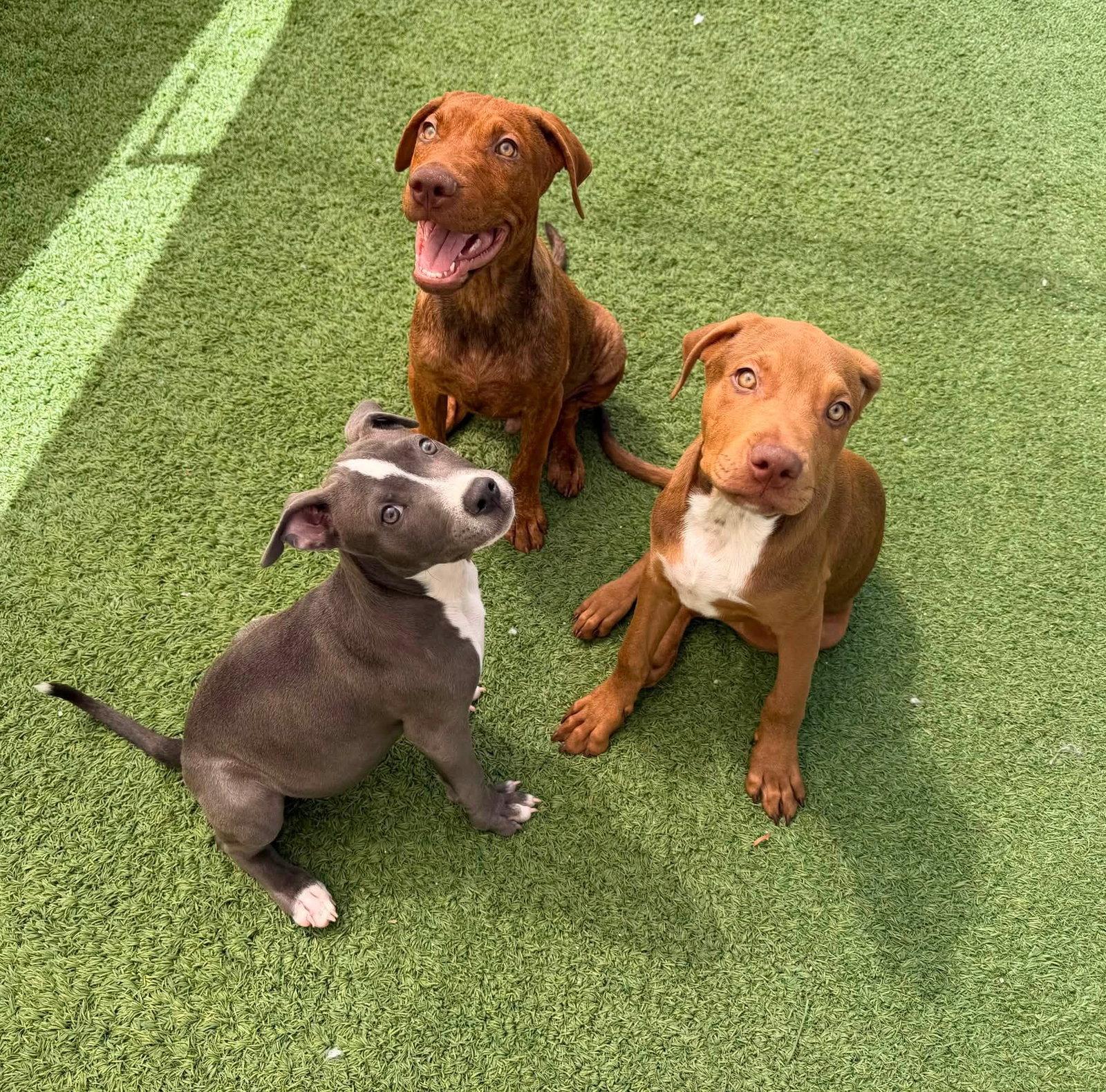 Cappuccino (Cappy), Adoptable, Puppy Male Vizsla & American Staffordshire Terrier.