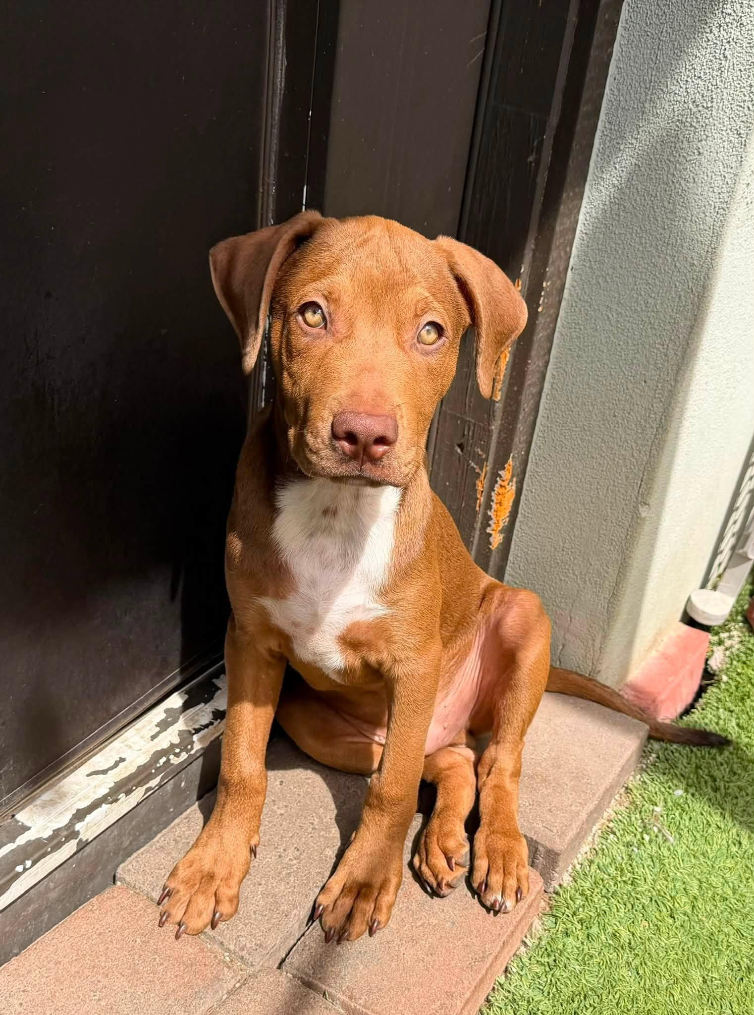 Cappuccino (Cappy), a Adoptable mixed breed in Phoenix, AZ image 2/3