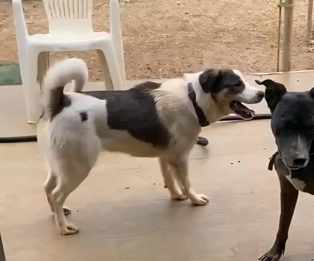 Alvin, Adoptable, Young Male Australian Shepherd.