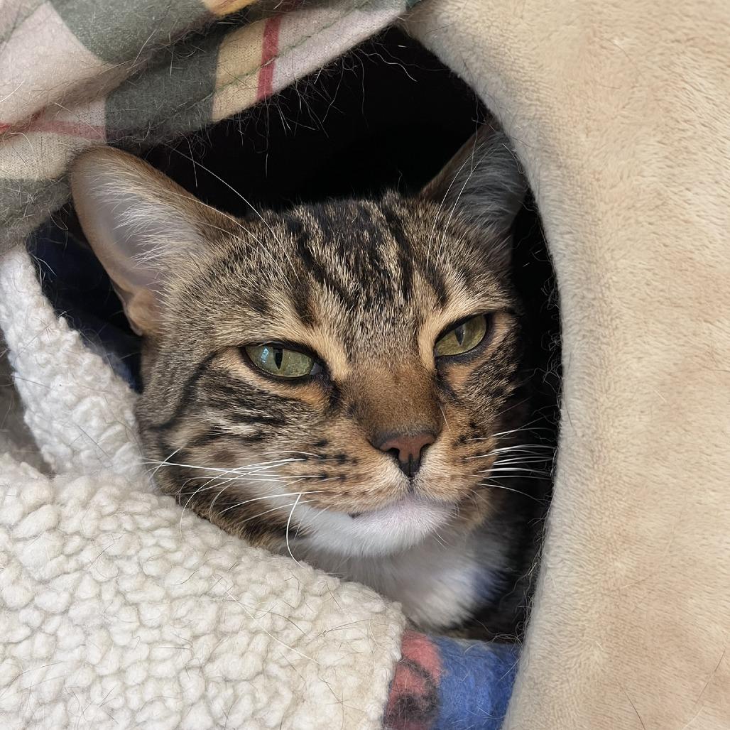 Sox, Adoptable, Adult Male Bengal.