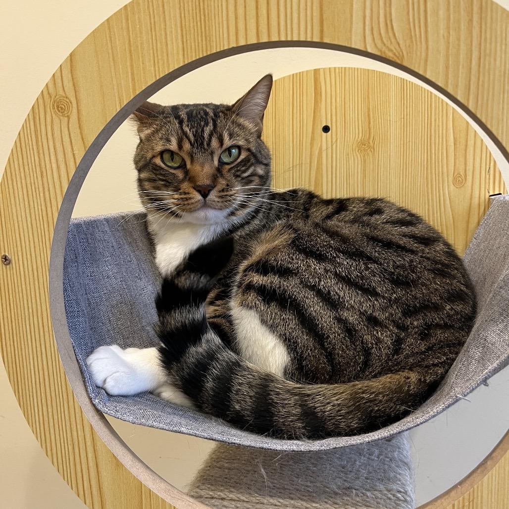 Sox, Adoptable, Adult Male Bengal.