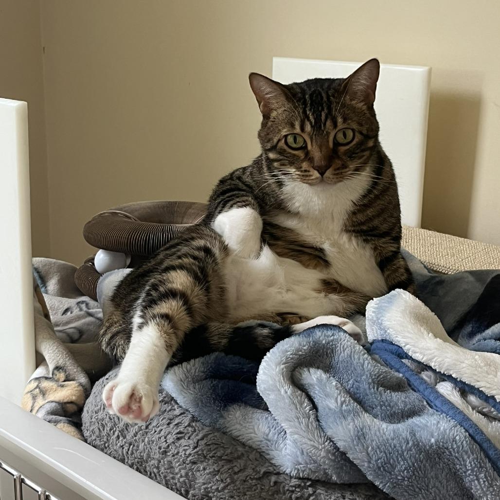 Sox, a Adoptable Bengal in Ashland, MA image 3/3