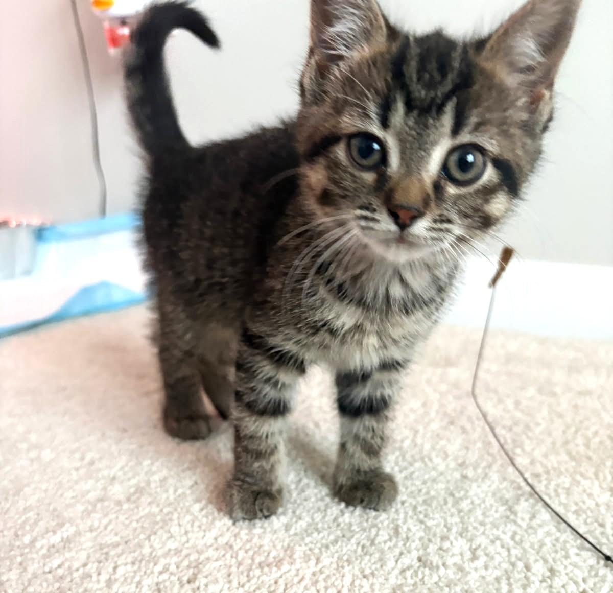 Pinto (Bonded to Lima), ADOPTABLE, Kitten Female Tabby.