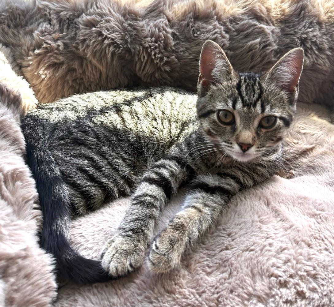 Enlarge Pinto (Bonded to Lima SNUGGLE BUGS), a ADOPTABLE Tabby in Ypsilanti, MI image 4/6