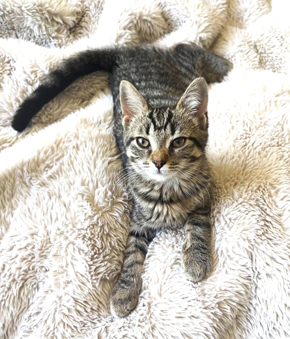 Pinto (Bonded to Lima), a ADOPTABLE Tabby in Ypsilanti, MI image 1/6