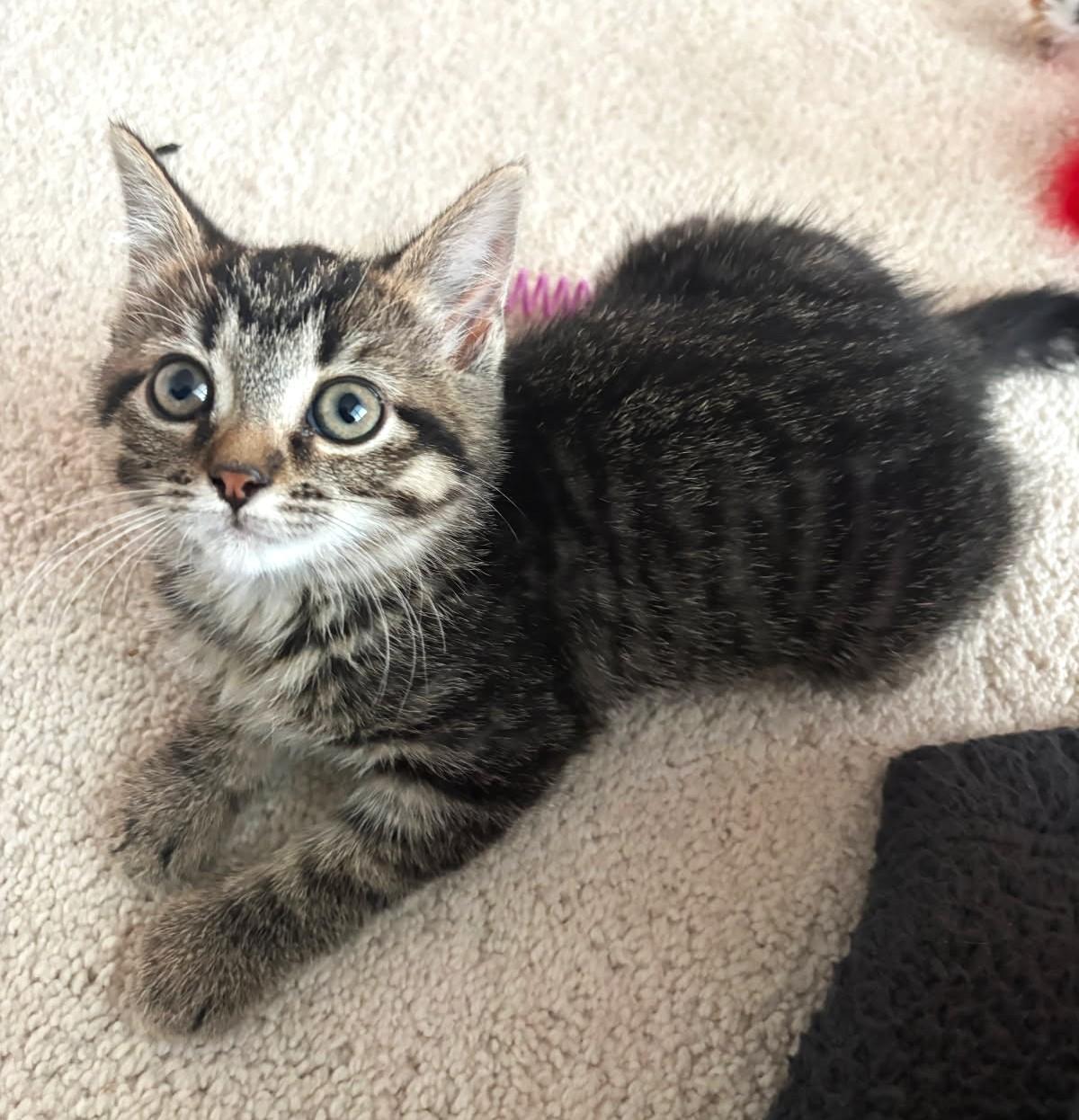 Pinto (Bonded to Lima), a ADOPTABLE Tabby in Ypsilanti, MI image 4/6