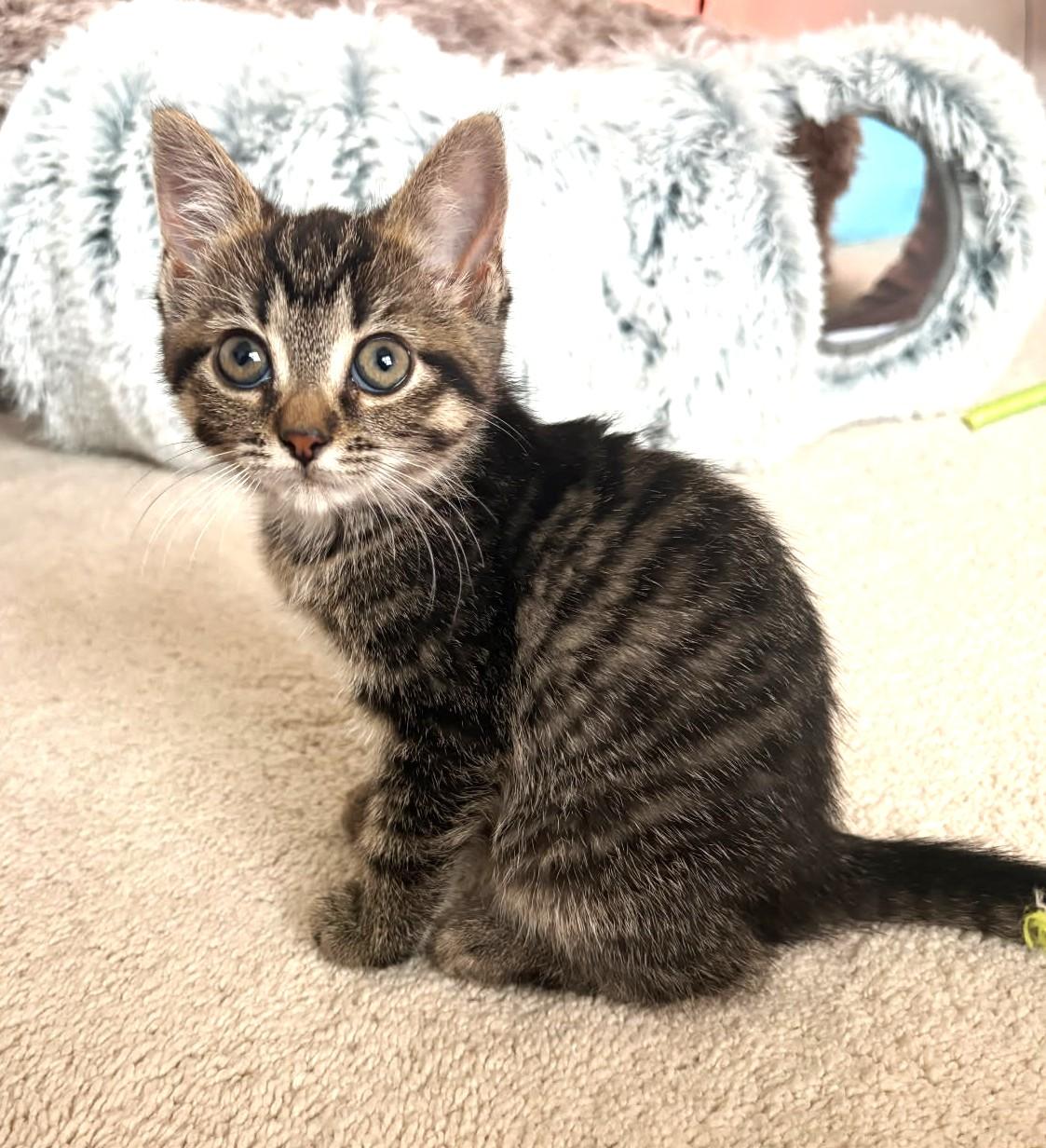 Pinto (Bonded to Lima), a ADOPTABLE Tabby in Ypsilanti, MI image 2/6