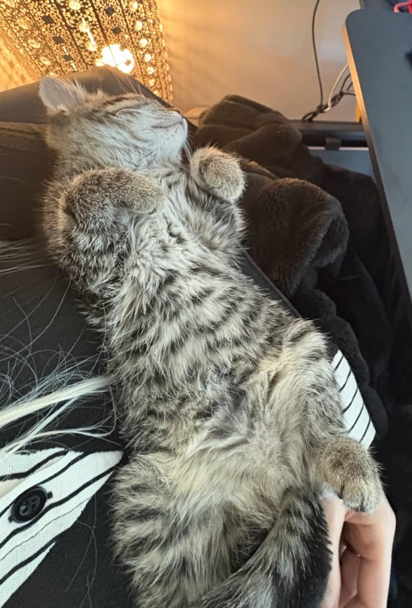 Pinto (Bonded to Lima), a ADOPTABLE Tabby in Ypsilanti, MI image 5/6