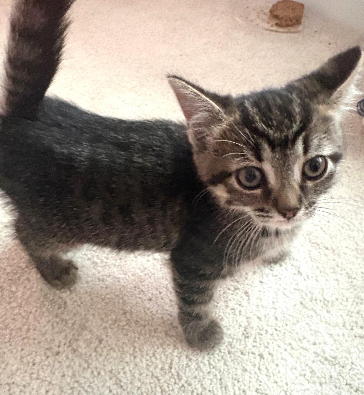 Pinto (Bonded to Lima), a ADOPTABLE Tabby in Ypsilanti, MI image 6/6
