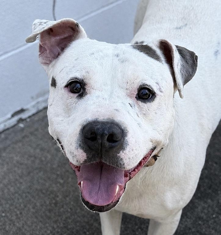 Shadow, Adoptable, Adult Male Pit Bull Terrier & American Staffordshire Terrier.
