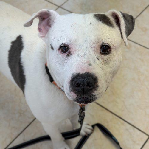 Enlarge Shadow, a Adoptable mixed breed in Georgetown, KY image 1/6