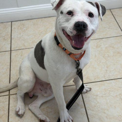 Enlarge Shadow, a Adoptable mixed breed in Georgetown, KY image 2/6