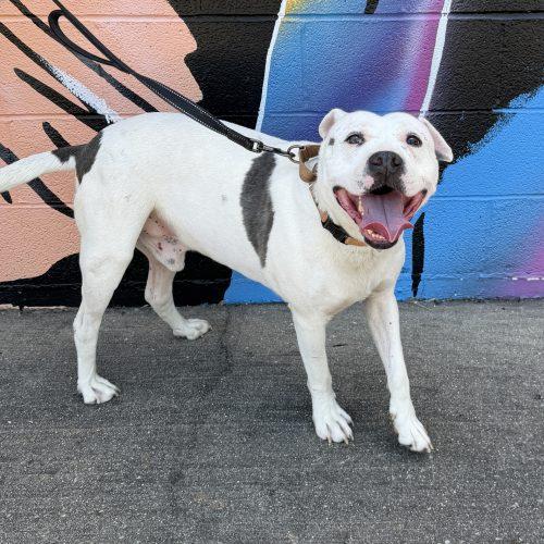 Shadow, Adoptable, Adult Male Pit Bull Terrier & American Staffordshire Terrier.