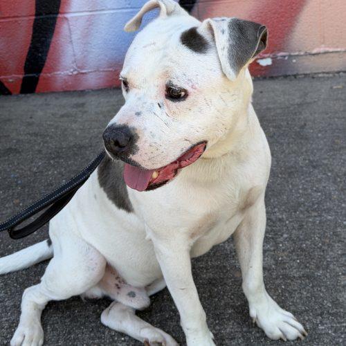 Shadow, a Adoptable mixed breed in Georgetown, KY image 2/6