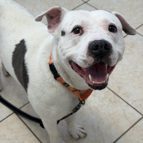 Enlarge Shadow, a Adoptable mixed breed in Georgetown, KY image 3/6