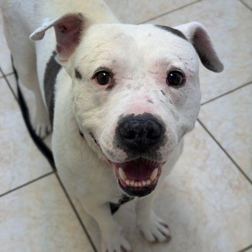 Enlarge Shadow, a Adoptable mixed breed in Georgetown, KY image 4/6