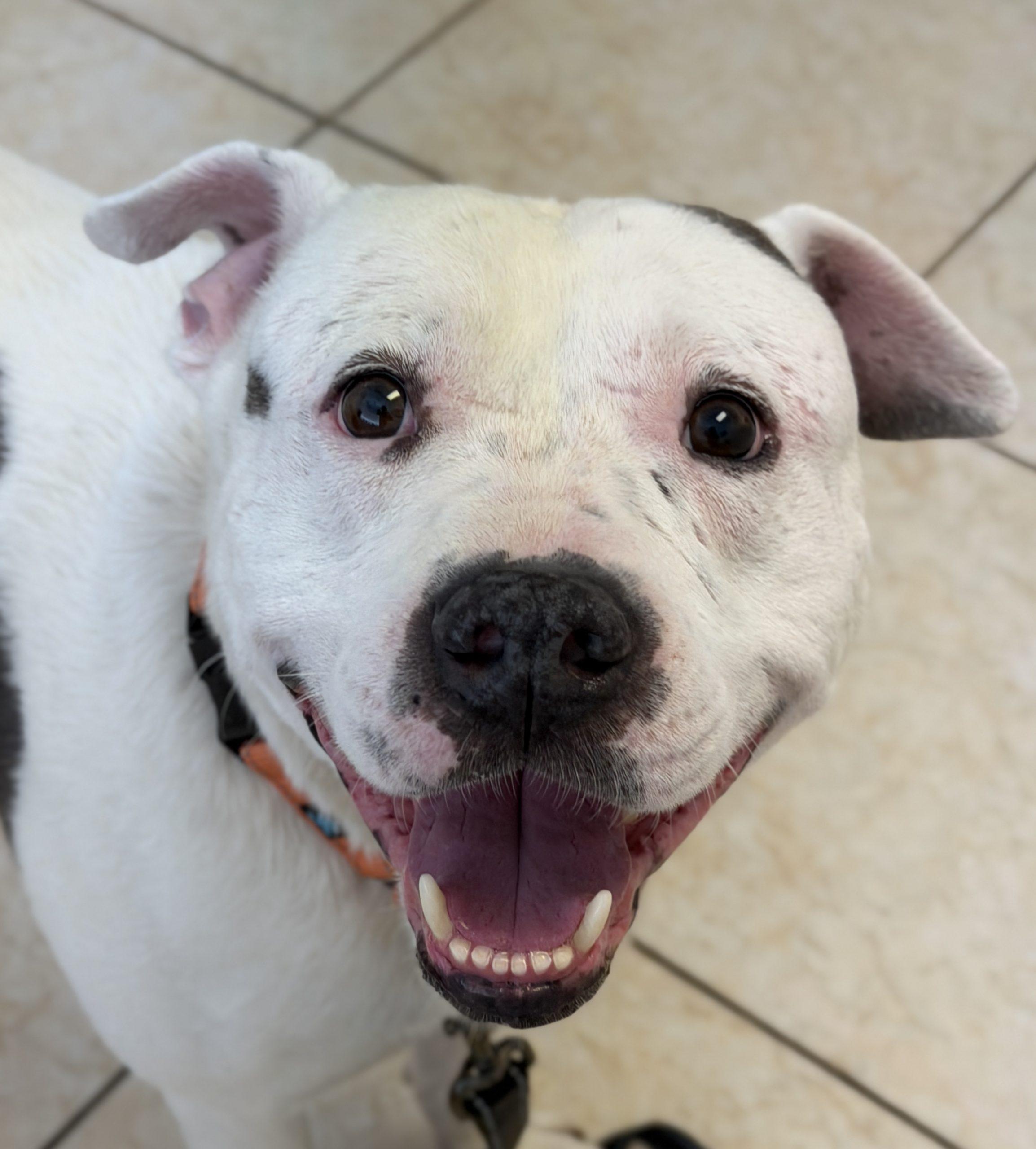 Enlarge Shadow, a Adoptable mixed breed in Georgetown, KY image 5/6