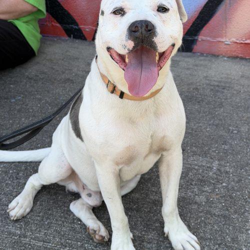 Shadow, a Adoptable mixed breed in Georgetown, KY image 3/6