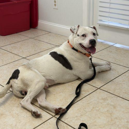 Enlarge Shadow, a Adoptable mixed breed in Georgetown, KY image 6/6