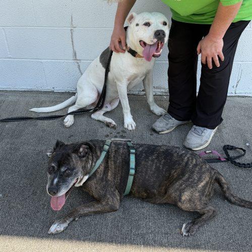 Shadow, a Adoptable mixed breed in Georgetown, KY image 5/6