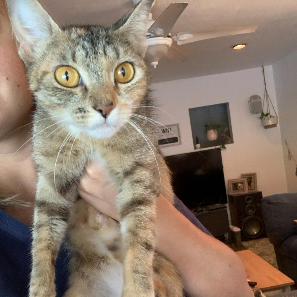 Enlarge Cressida, a Adoptable Domestic Short Hair in Port Richey, FL image 1/6