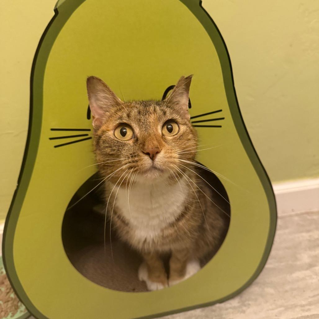 Enlarge Cressida, a Adoptable Domestic Short Hair in Port Richey, FL image 2/6