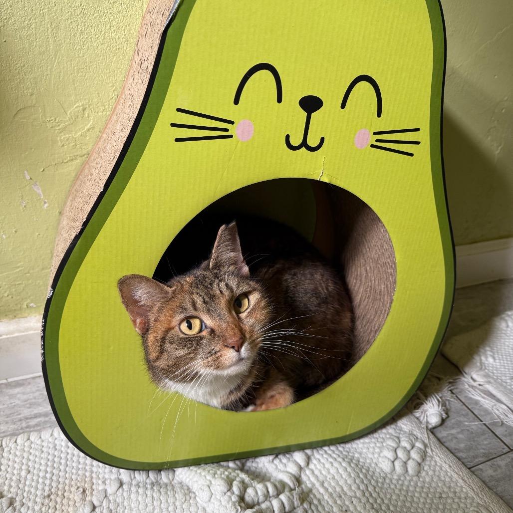 Enlarge Cressida, a Adoptable Domestic Short Hair in Port Richey, FL image 2/6