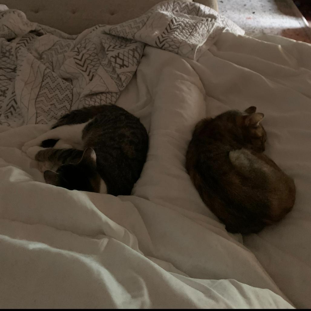 Enlarge Cressida, a Adoptable Domestic Short Hair in Port Richey, FL image 3/6