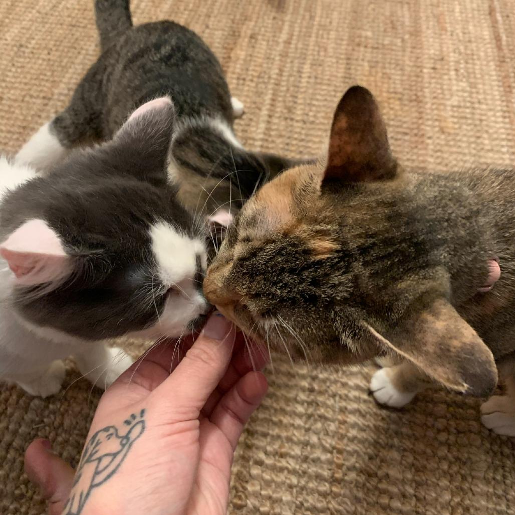 Enlarge Cressida, a Adoptable Domestic Short Hair in Port Richey, FL image 4/6