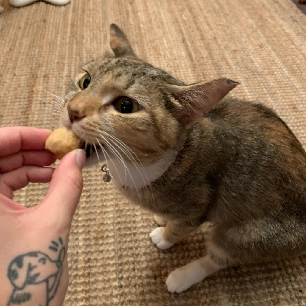 Enlarge Cressida, a Adoptable Domestic Short Hair in Port Richey, FL image 5/6