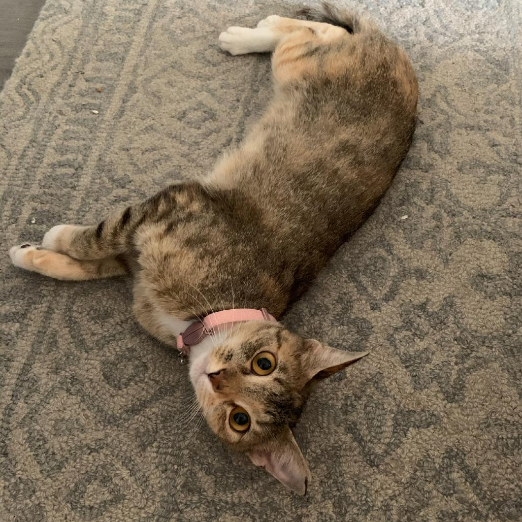 Enlarge Cressida, a Adoptable Domestic Short Hair in Port Richey, FL image 6/6