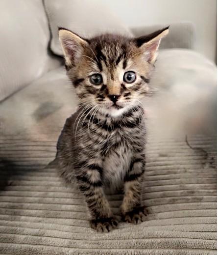 Enlarge ARAVIS, a Adoptable Domestic Short Hair in San Bernardino, CA image 1/1