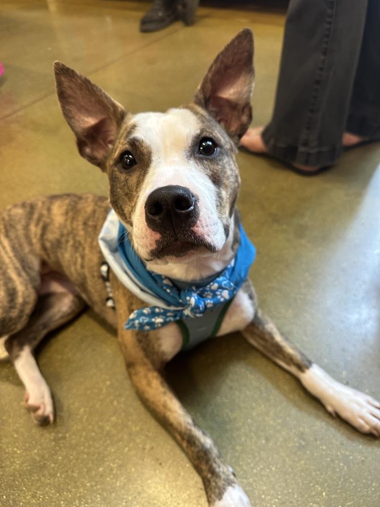 Jade, Adoptable, Adult Female Terrier & Hound.