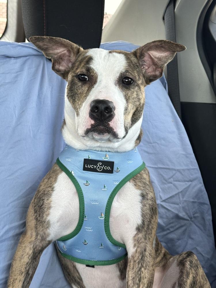 Jade, a Adoptable mixed breed in Carrollton, VA image 2/3