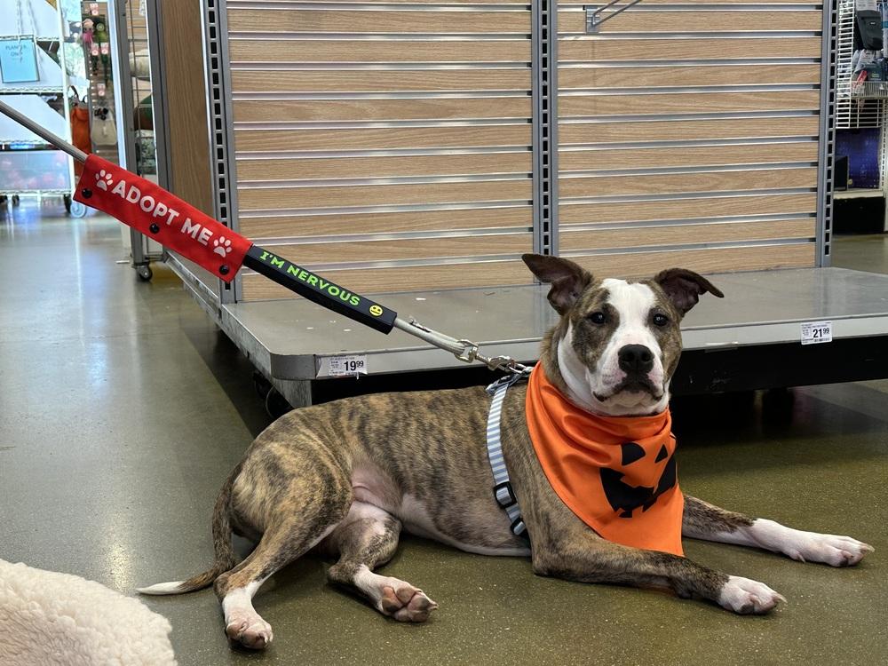 Jade, a Adoptable mixed breed in Carrollton, VA image 3/3