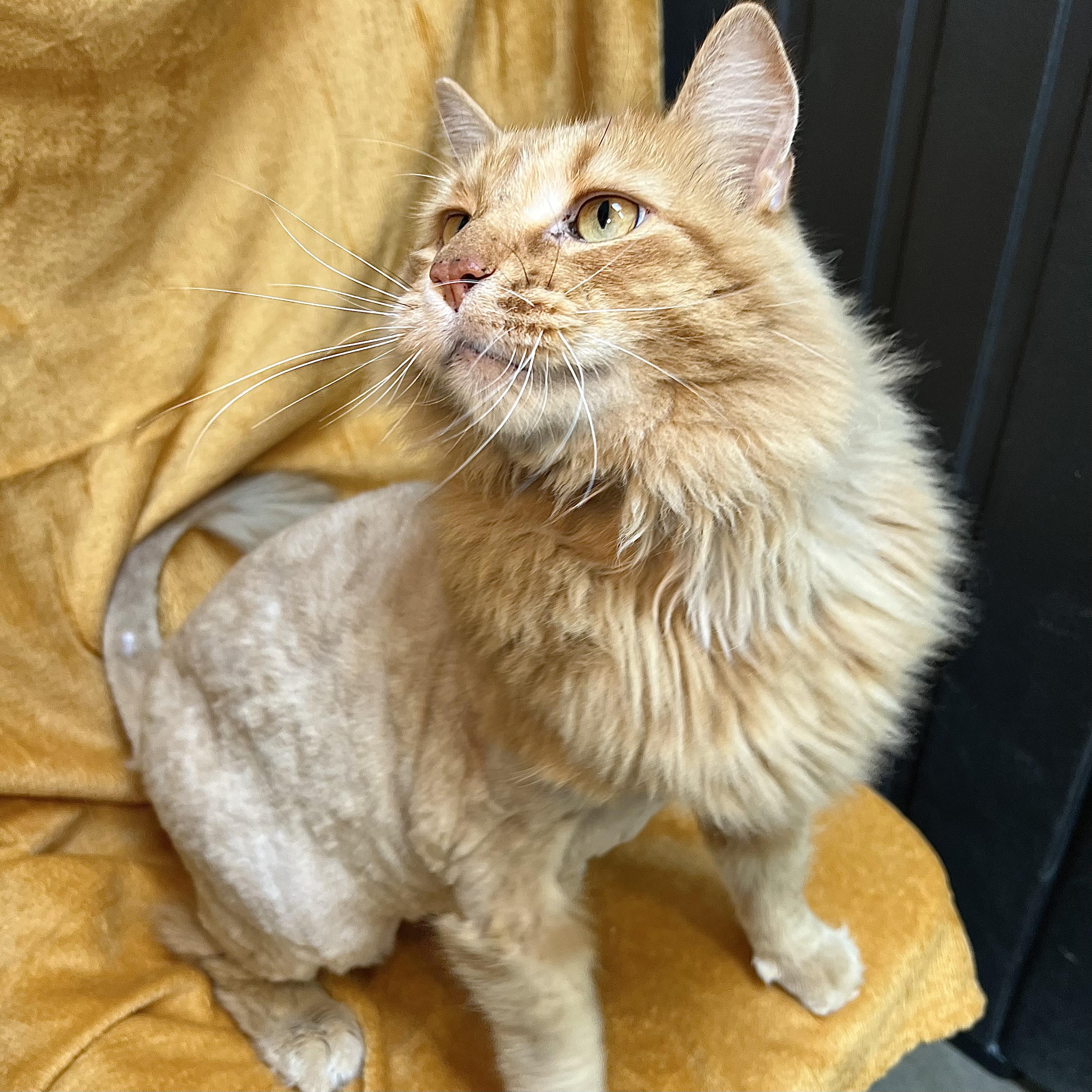 Enlarge Diesel, an adopted mixed breed in Fairmont, MN image 2/6