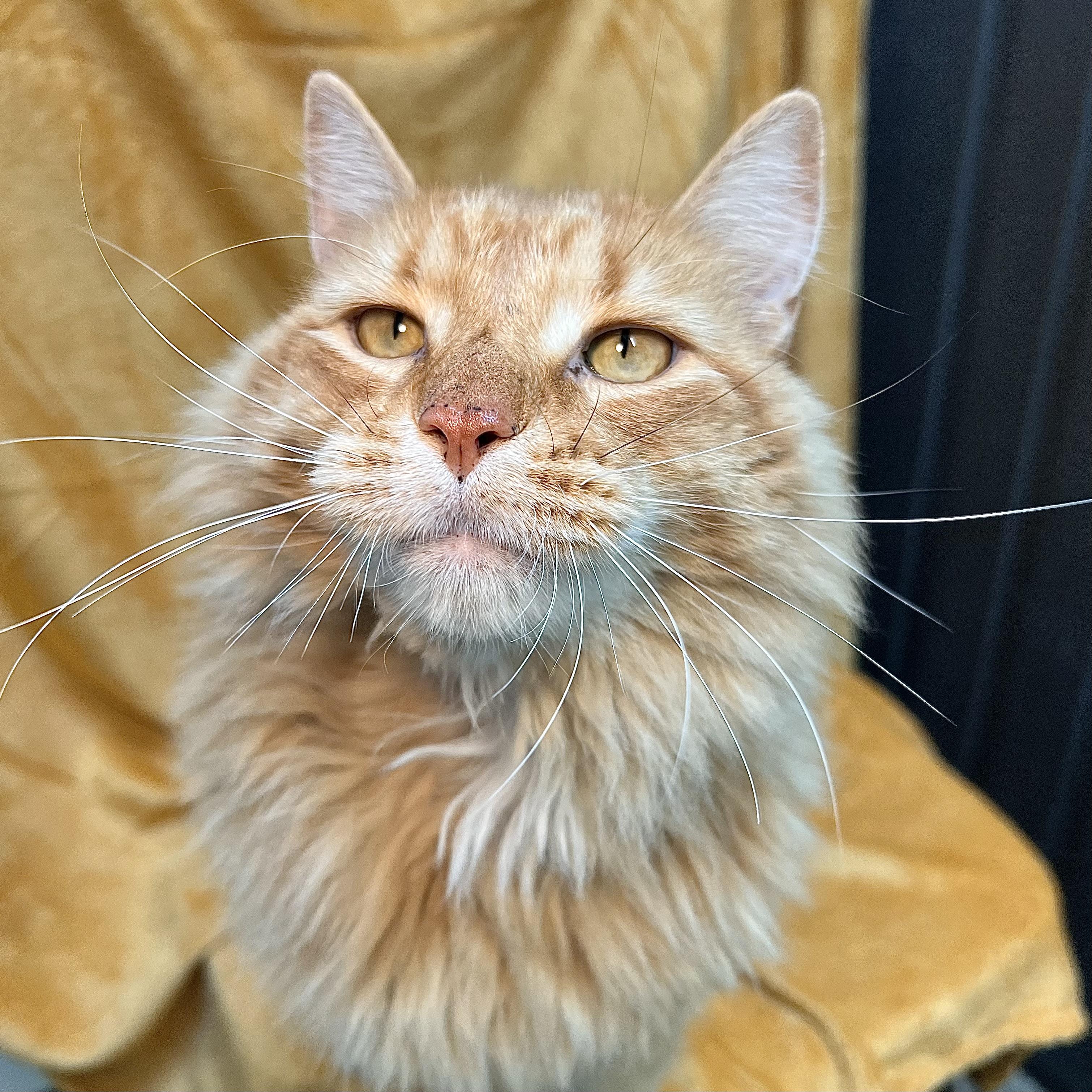 Enlarge Diesel, an adopted mixed breed in Fairmont, MN image 6/6