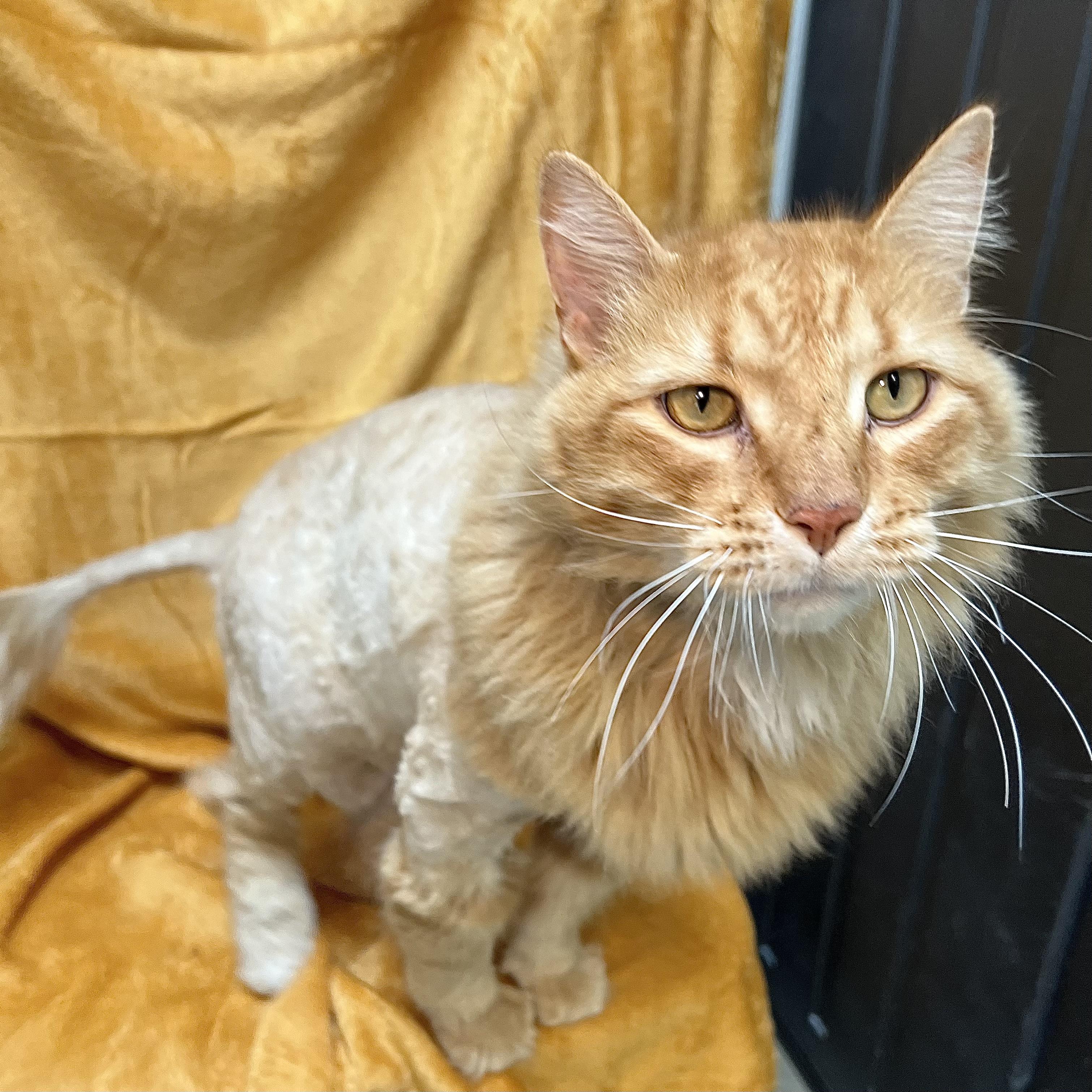 Enlarge Diesel, an adopted mixed breed in Fairmont, MN image 5/6