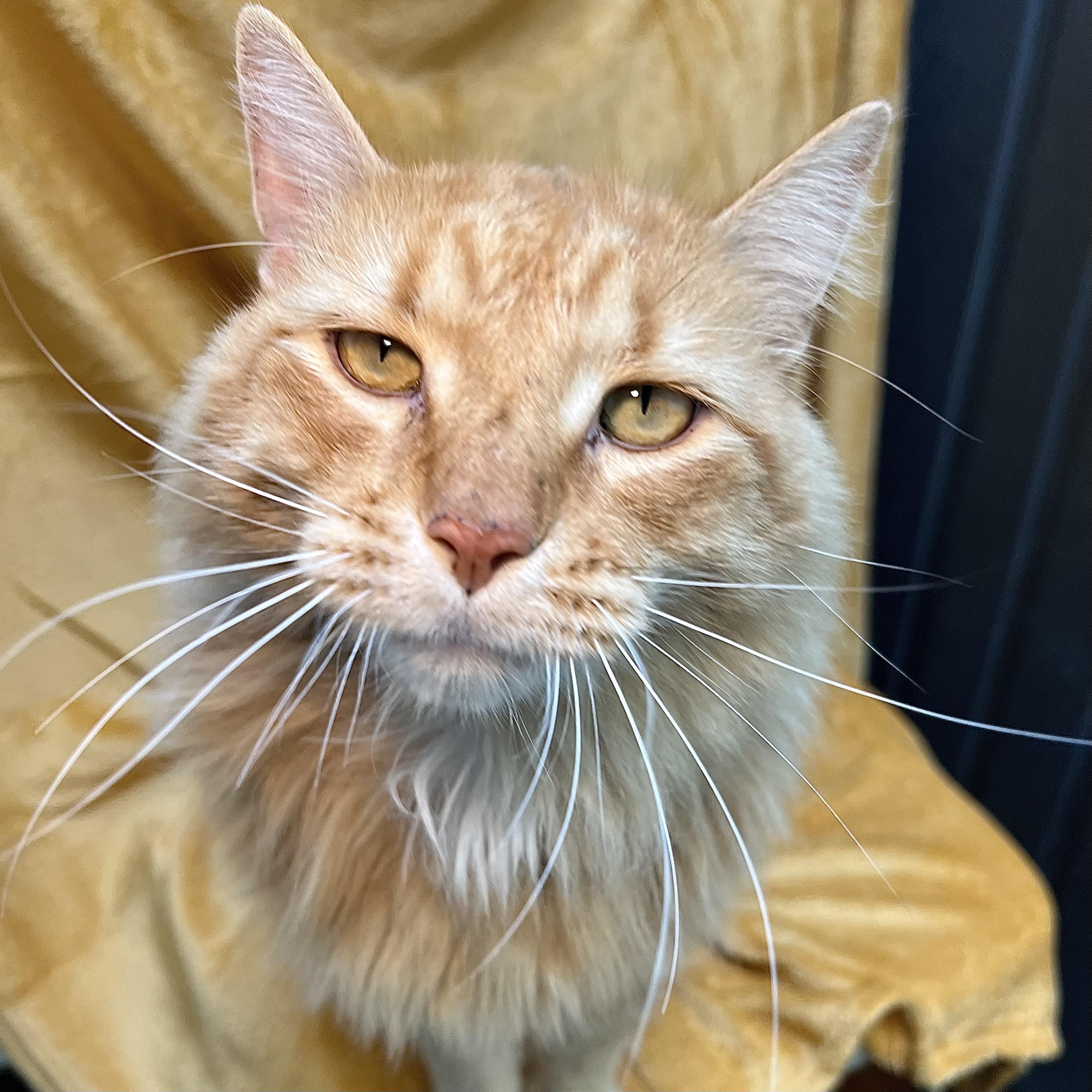Enlarge Diesel, an adopted mixed breed in Fairmont, MN image 1/6