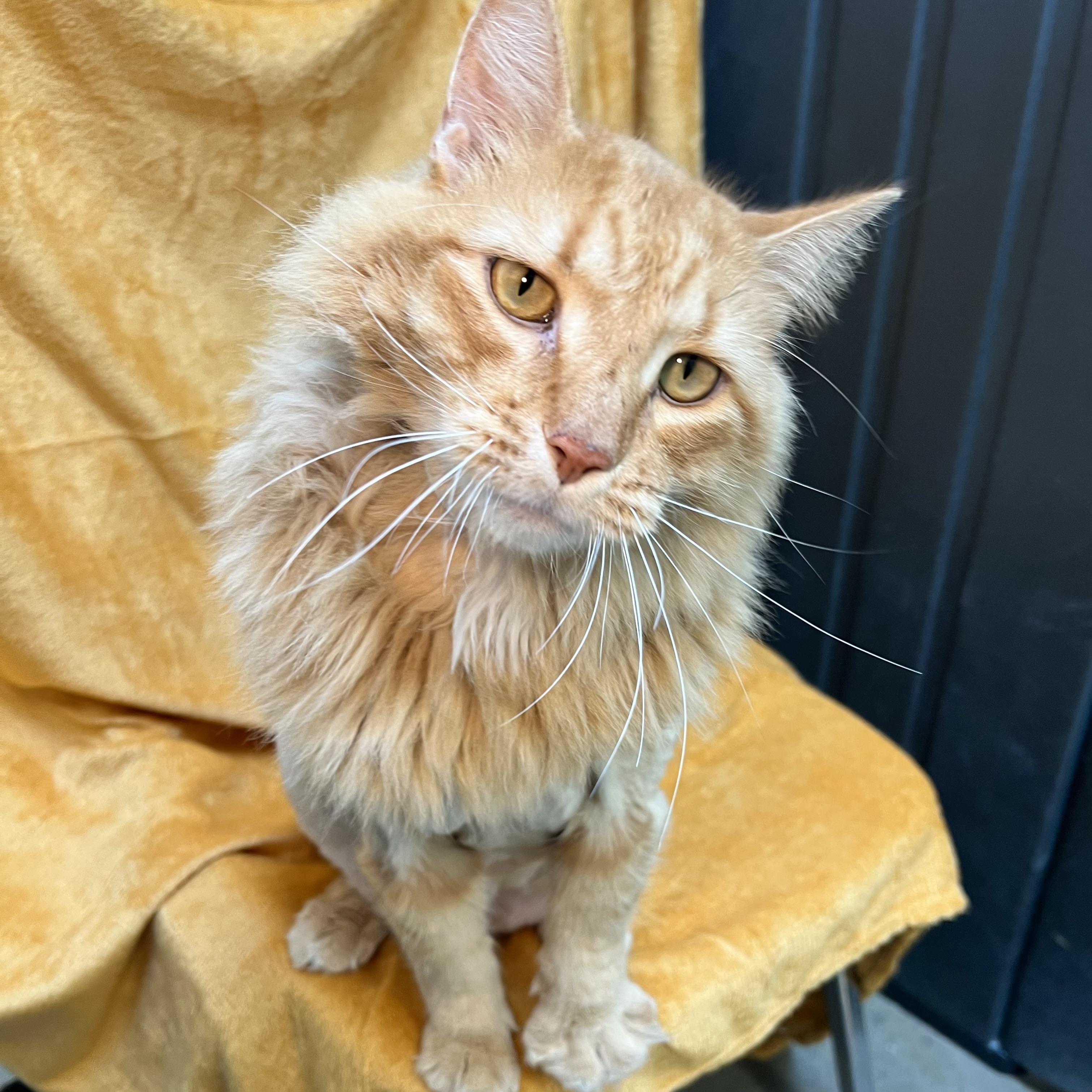 Enlarge Diesel, an adopted mixed breed in Fairmont, MN image 4/6