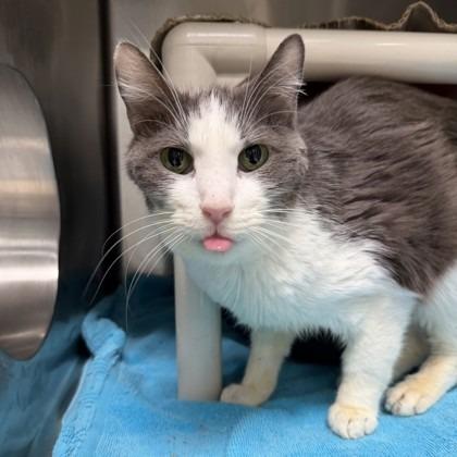 Enlarge Grandpa, a Adoptable mixed breed in Indianapolis, IN image 1/1
