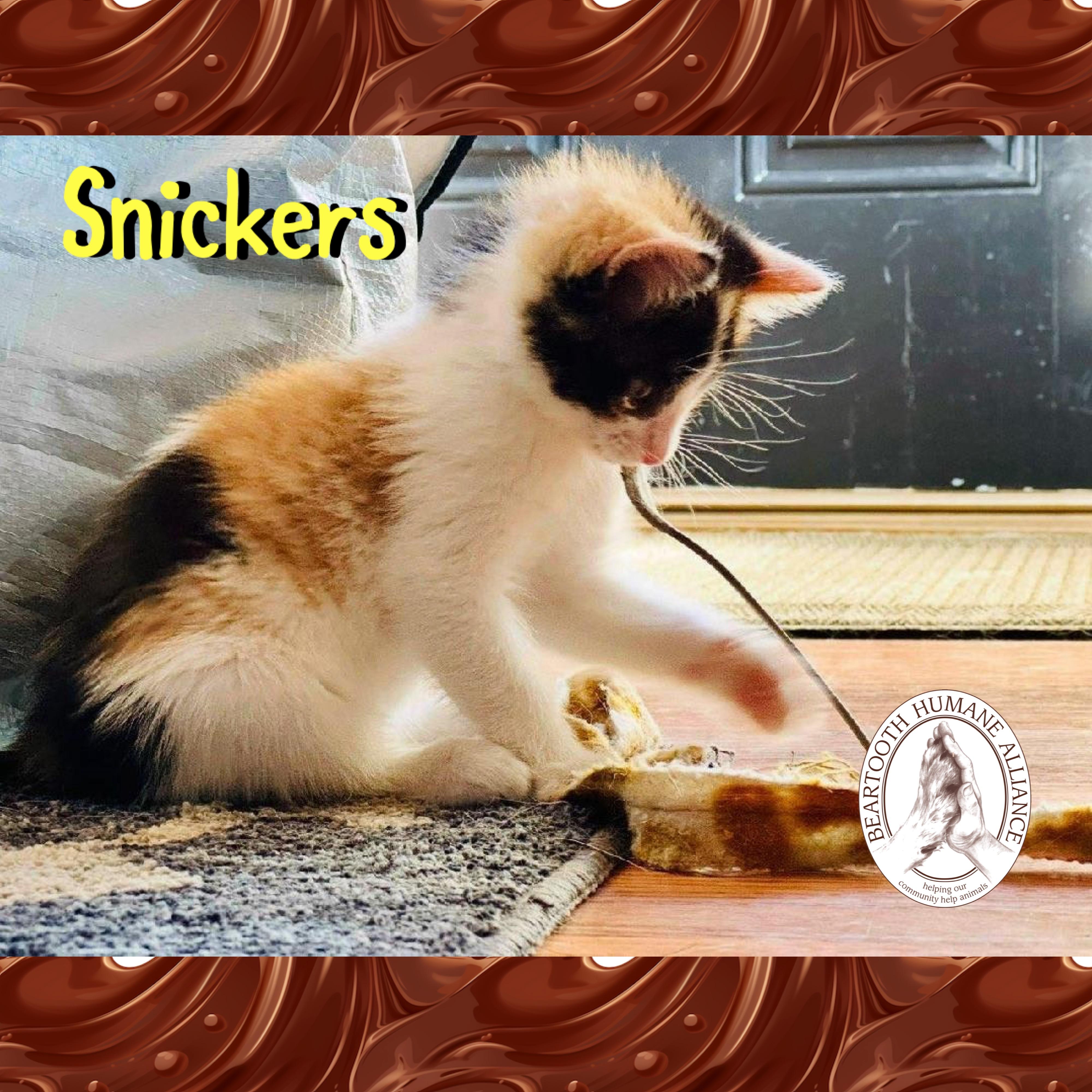 Snickers, Baby Female unknown