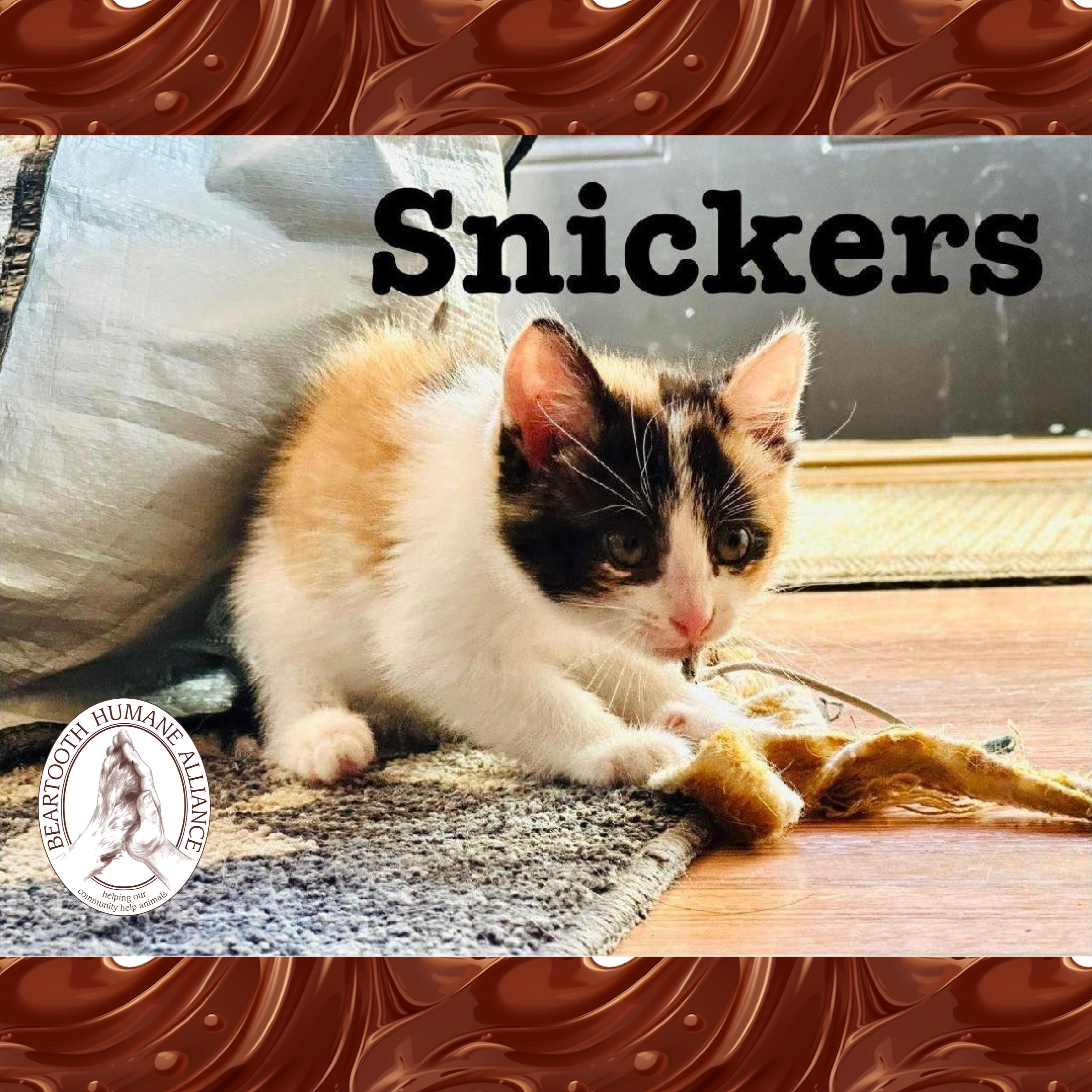 Snickers, an adoptable Domestic Medium Hair in Red Lodge, MT, 59068 | Photo Image 2